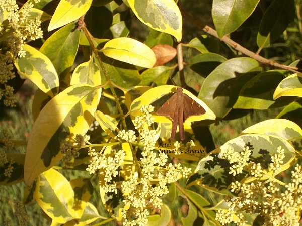 Photo Rabuda Terrosa