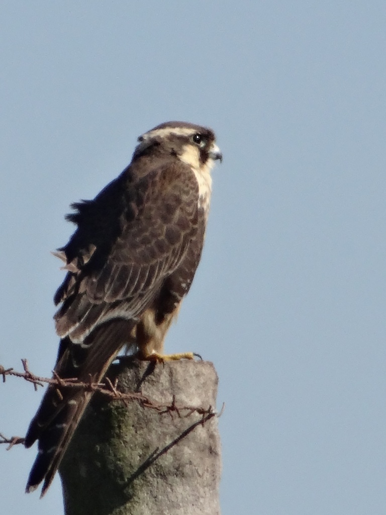 Foto Halcón Plomizo