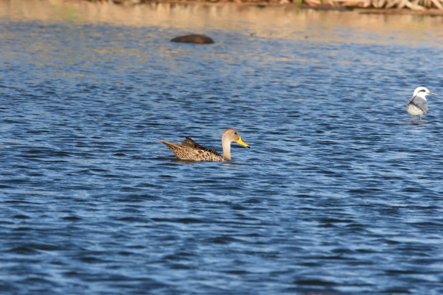 Foto Pato Maicero