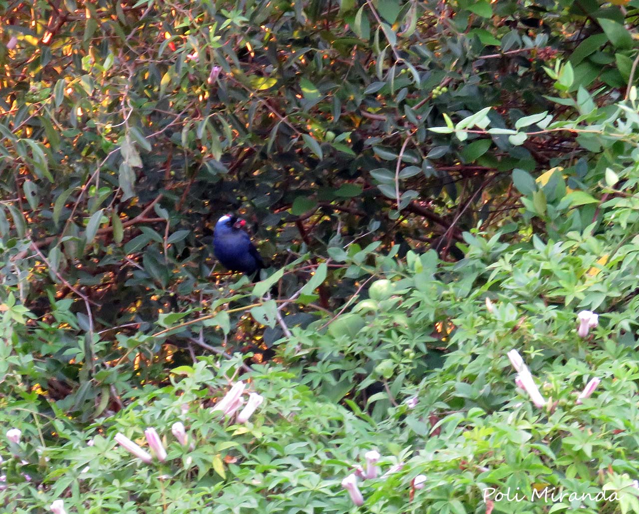 Photo Frutero Azul