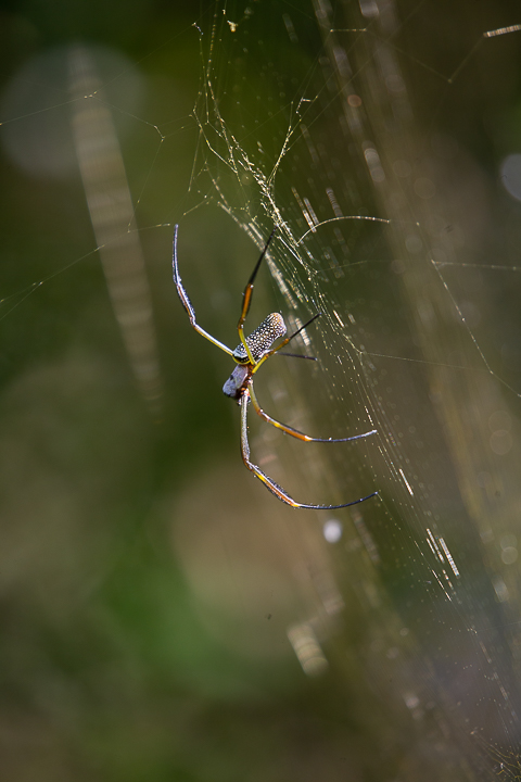 Foto Araña Tejedora Dorada
