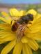 Eristalis tenax