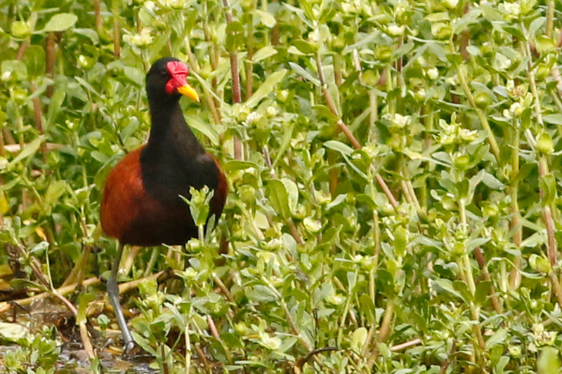 Photo Jacana
