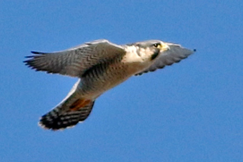 Foto Halcón Peregrino