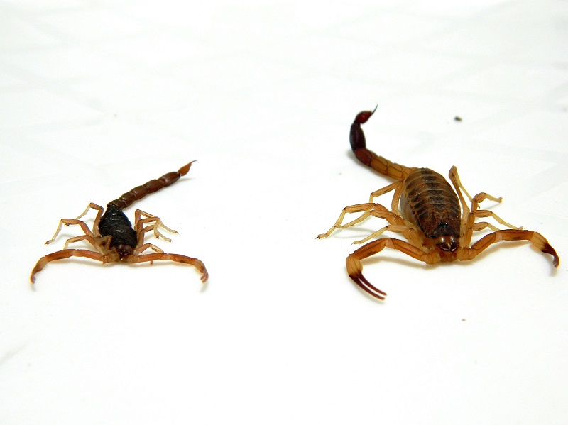Foto Escorpión Tityus