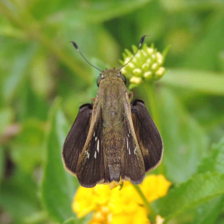 Foto Medialuna Común