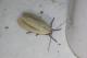 Biturix rectilinea