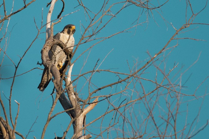 Foto Halcón Peregrino