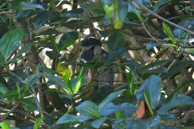 Foto Garza Cucharona