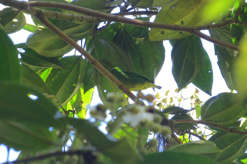 Foto Clorofonia Cejidorada