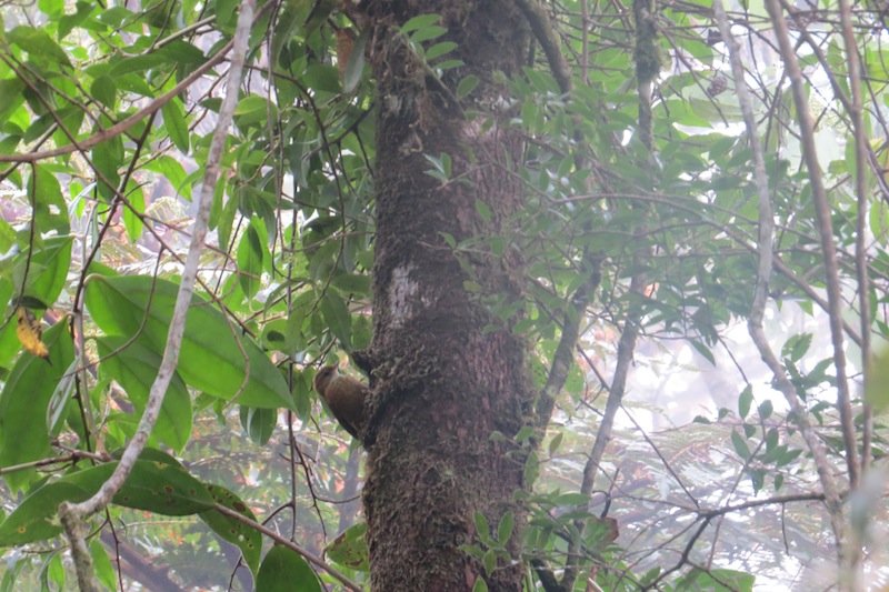 Foto Subepalo Rojizo