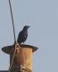 Lamprotornis purpuroptera