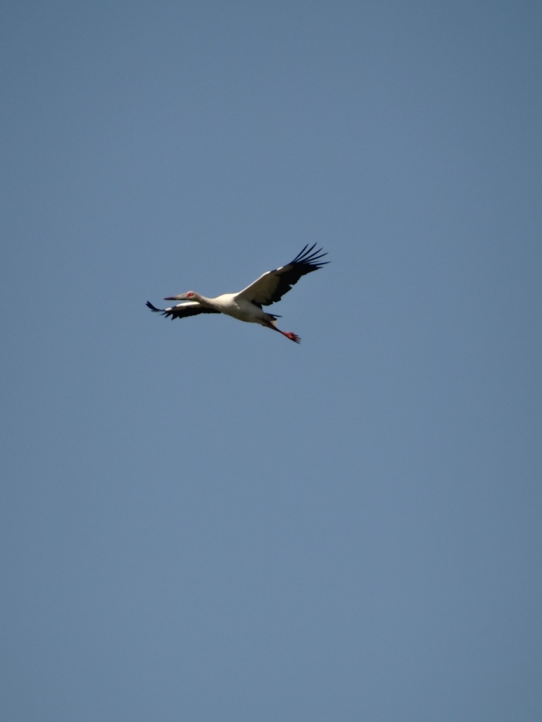 Foto Cigüeña Americana