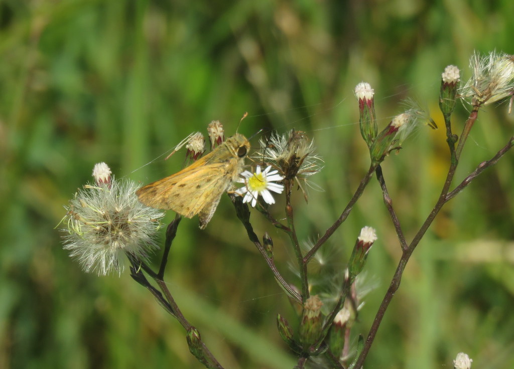 Foto Saltarina Amarilla