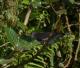 Streptopelia semitorquata