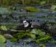Vanellus crassirostris