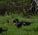 Cairina moschata
