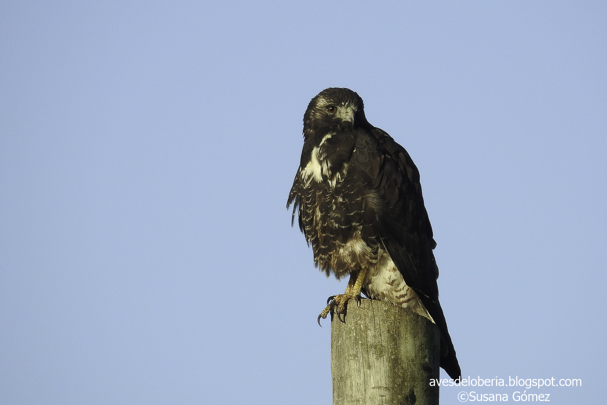Foto Aguilucho Alas Largas