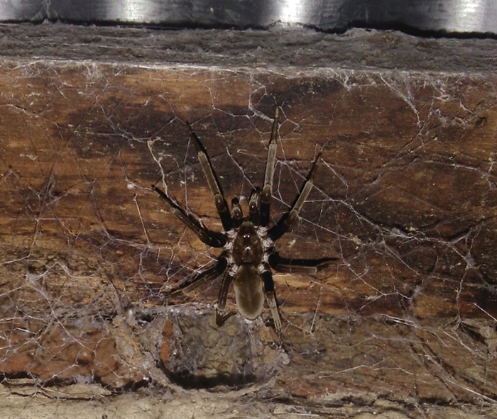Photo Araña de los Timbres