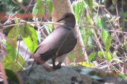 Foto Paloma Montaraz Jamaicana