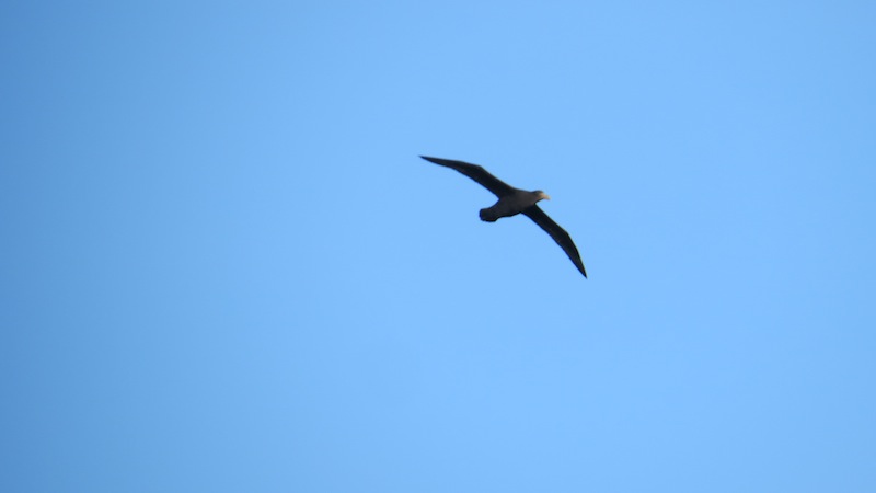 Photo Petrel Gigante Común