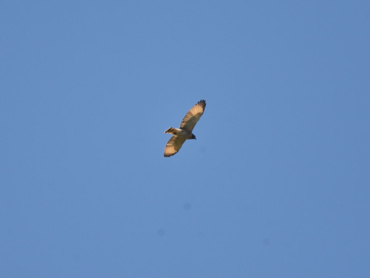 Taguató Común (Rupornis magnirostris)