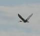 Threskiornis aethiopicus
