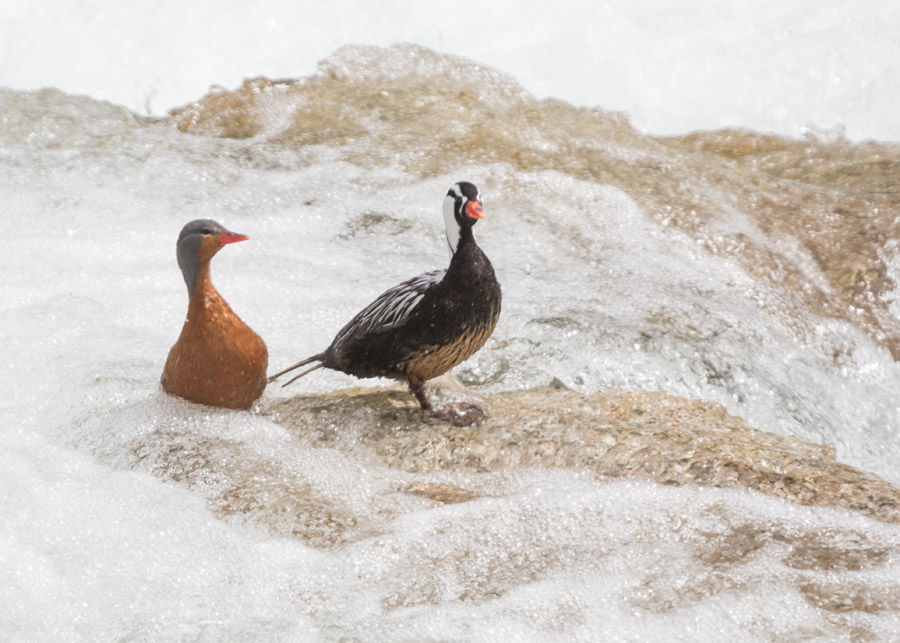 Foto Pato de los Torrentes