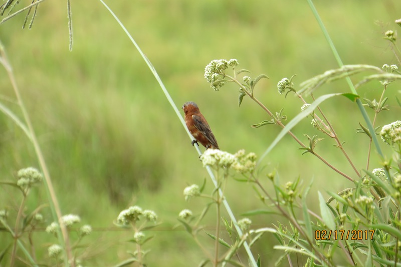 Foto Capuchino Corona Gris