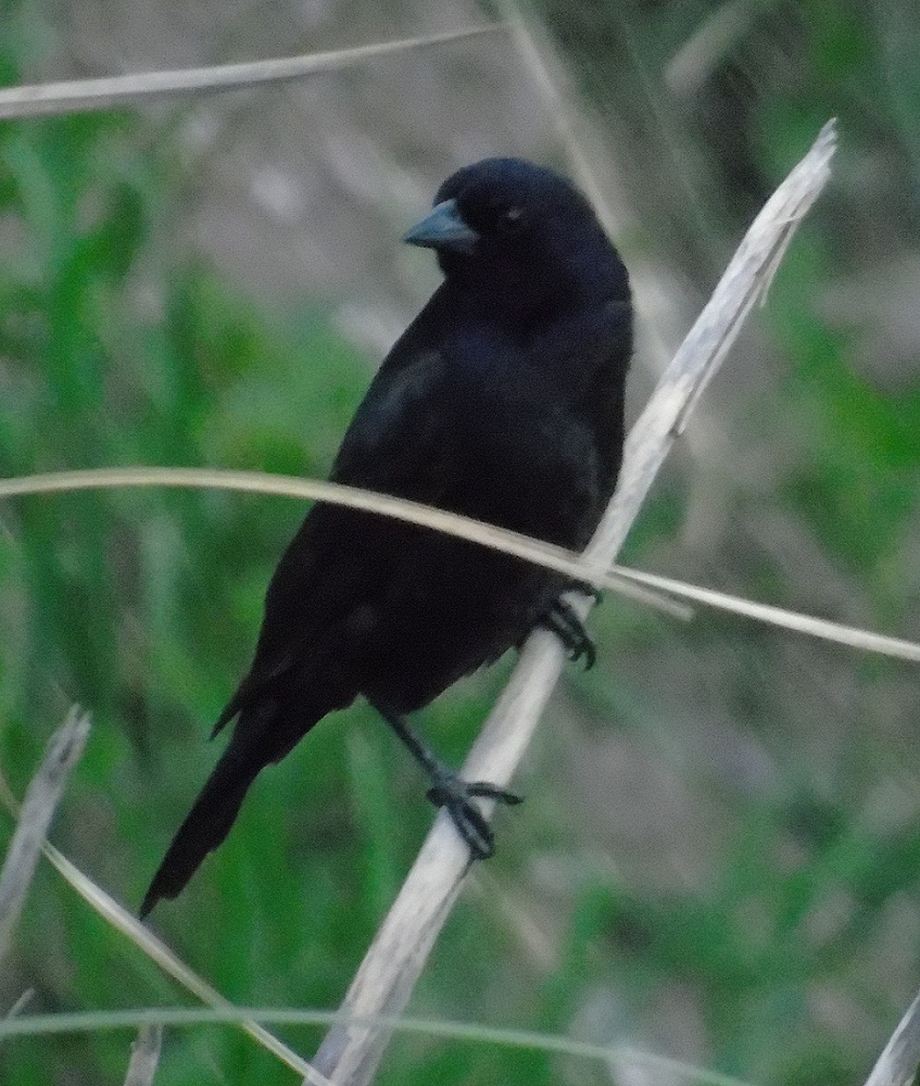 Foto Tordo Renegrido