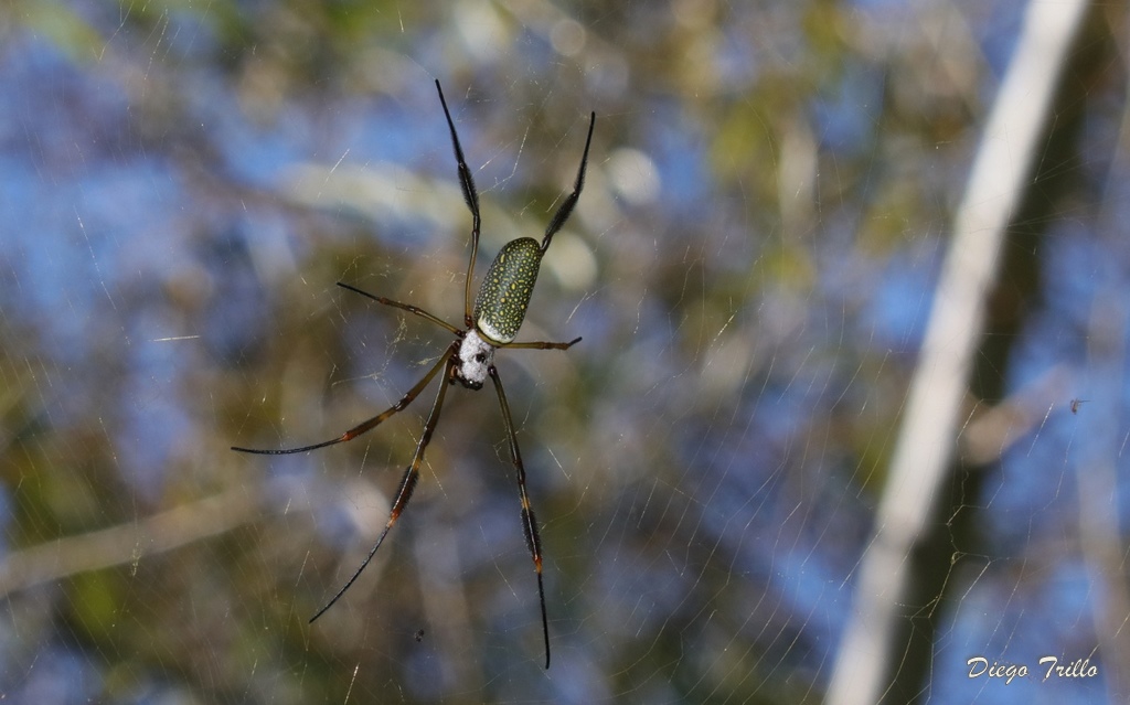 Foto Araña Tejedora Dorada