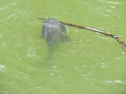 Catfish (Ancistrus cirrhosus)