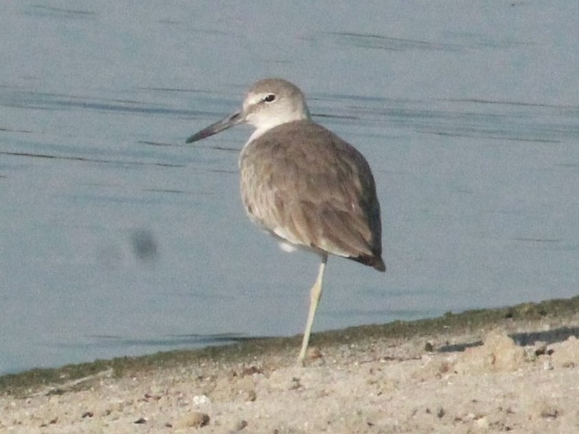 Foto Playero Ala Blanca