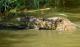 Crocodylus niloticus
