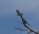 Hirundo smithii