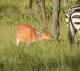 Tragelaphus scriptus