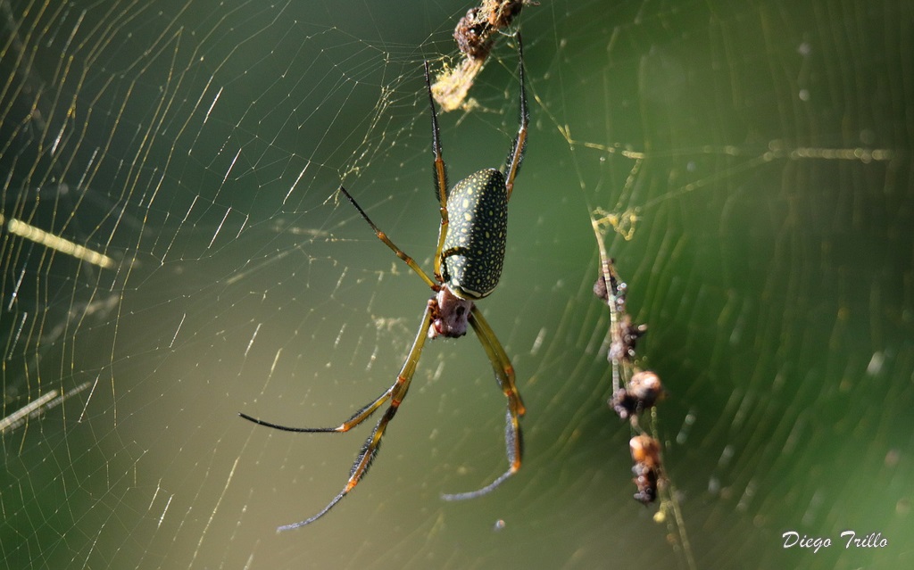 Foto Araña Tejedora Dorada