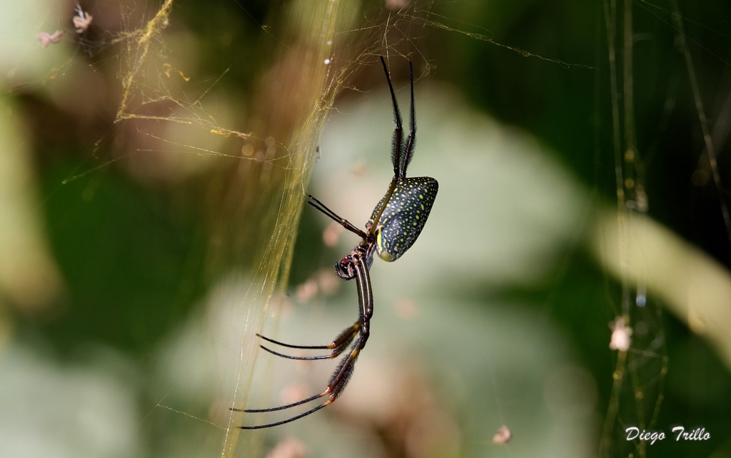 Foto Araña Tejedora Dorada