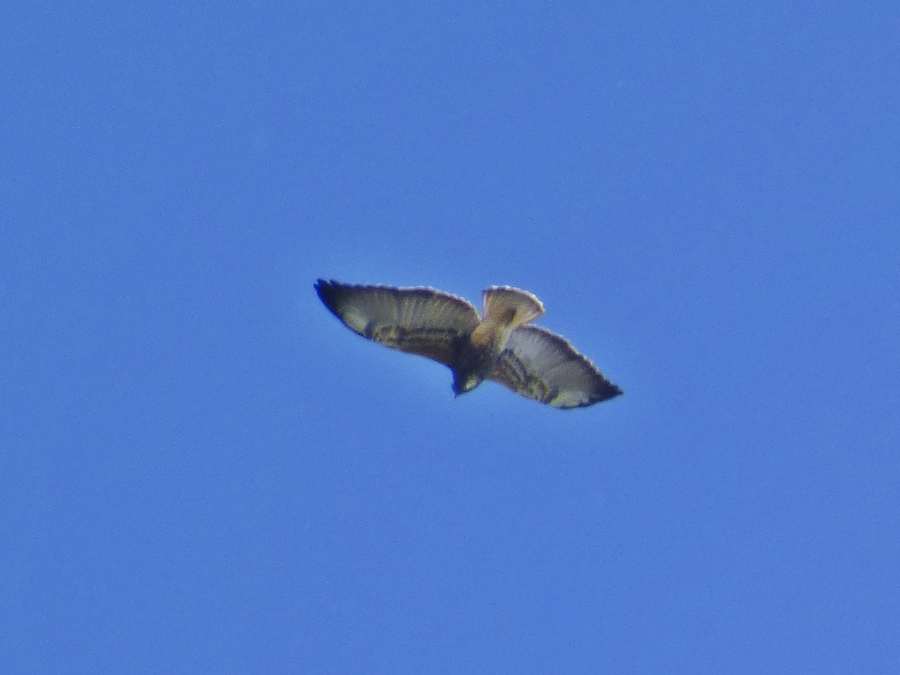 Foto Aguilucho Alas Largas