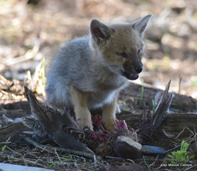 Photo Zorro Gris Pampeano