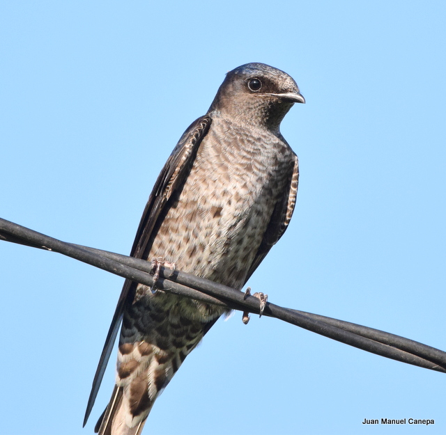 Foto Golondrina Negra