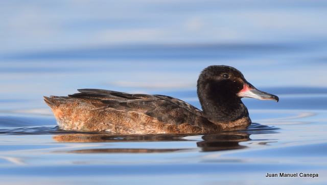 Photo Pato Cabeza Negra