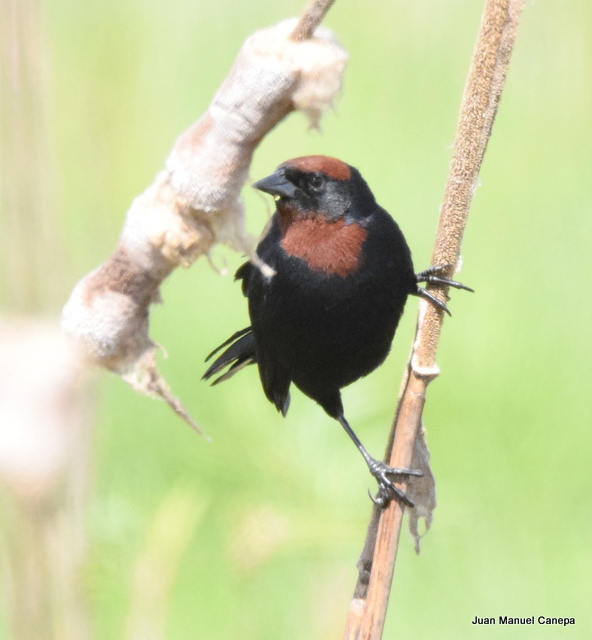 Foto Varillero Congo