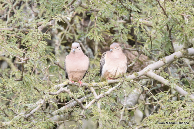 Photo Torcaza Común