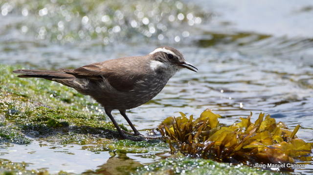 Foto Remolinera Araucana