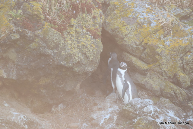 Foto Pingüino de Humboldt