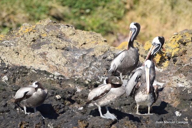 Foto Pelícano Peruano