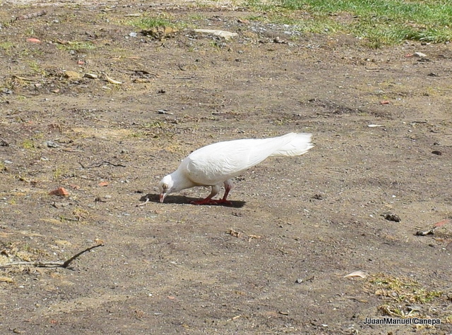 Foto Paloma Doméstica