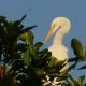 Ardea alba