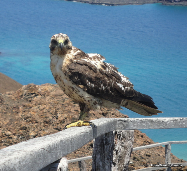 Foto Busardo de las Galápagos